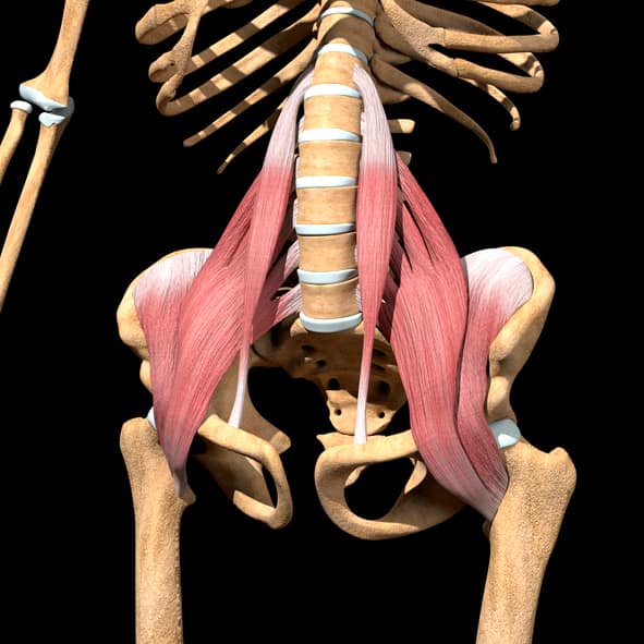 Ansicht der drei Teile des Psoas-Muskels am Skelett. Muskelaufbau. 
